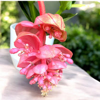 Medinilla Magnifica Flower seeds for Planting - Cut Flower Favorite, Heirloom & GMO Free Seeds for Home Garden
