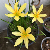 Yellow Zephyranthes Flower seeds for Planting Shade Tolerant Heirloom & GMO Free Seeds for Home Garden
 
 Sale