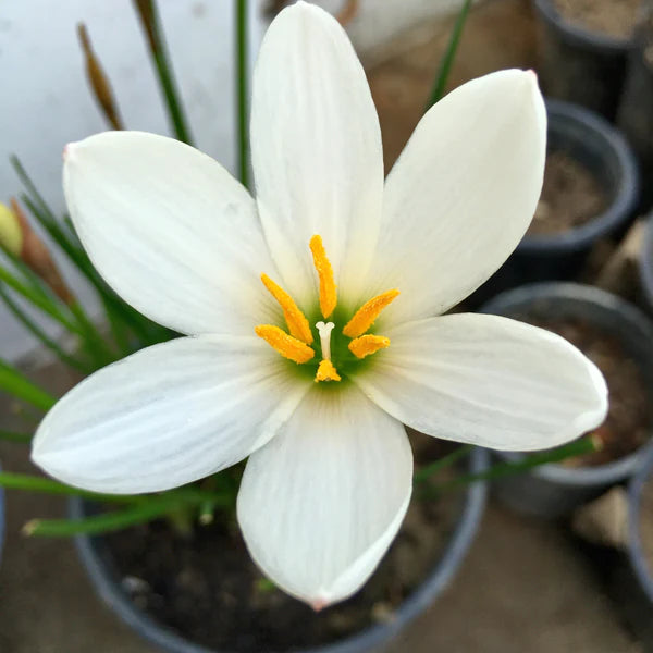 White Coreopsis Flower Seeds Planting