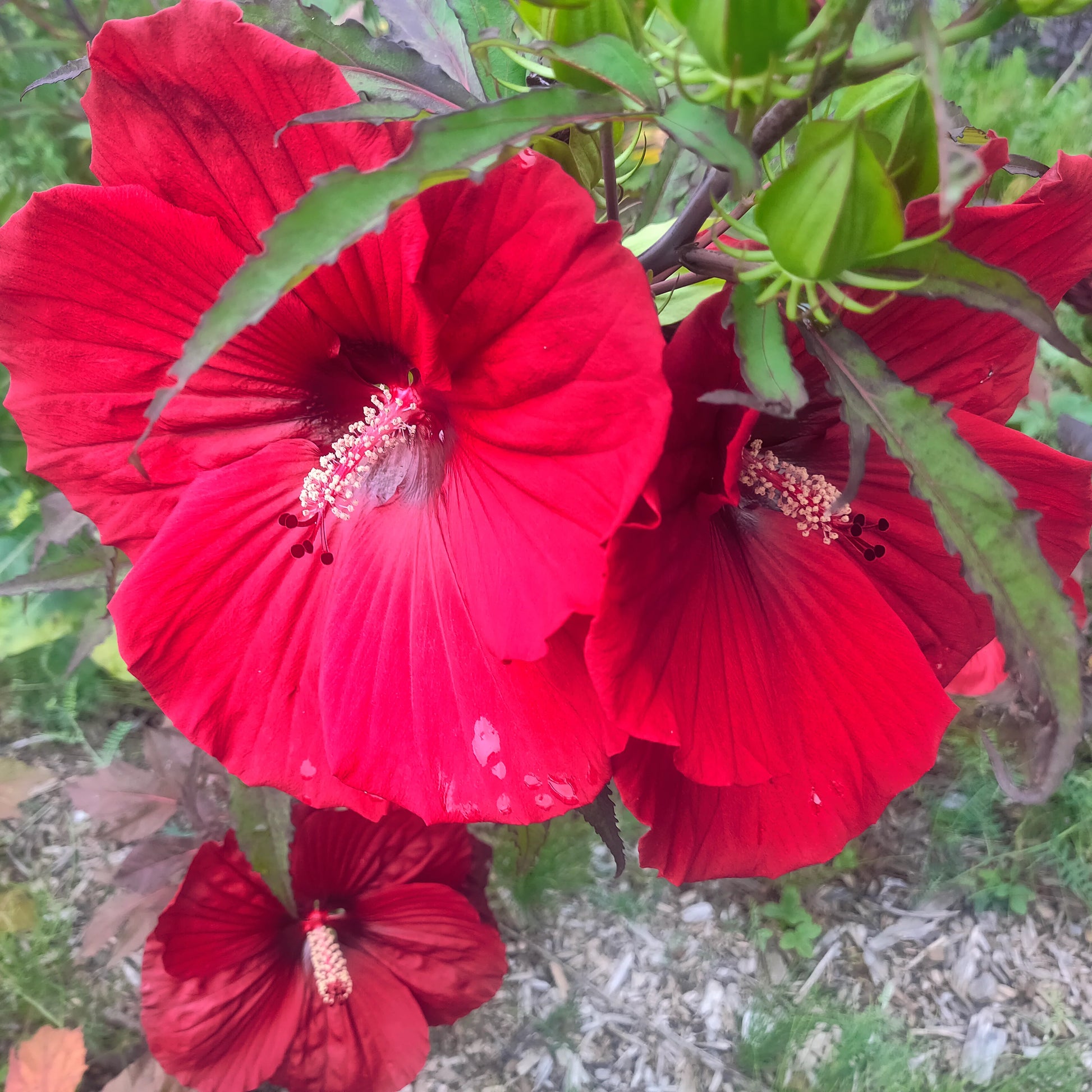 Giant Hibiscus Flower seeds for Planting Colorful Display Heirloom & GMO Free Seeds for Home Garden
