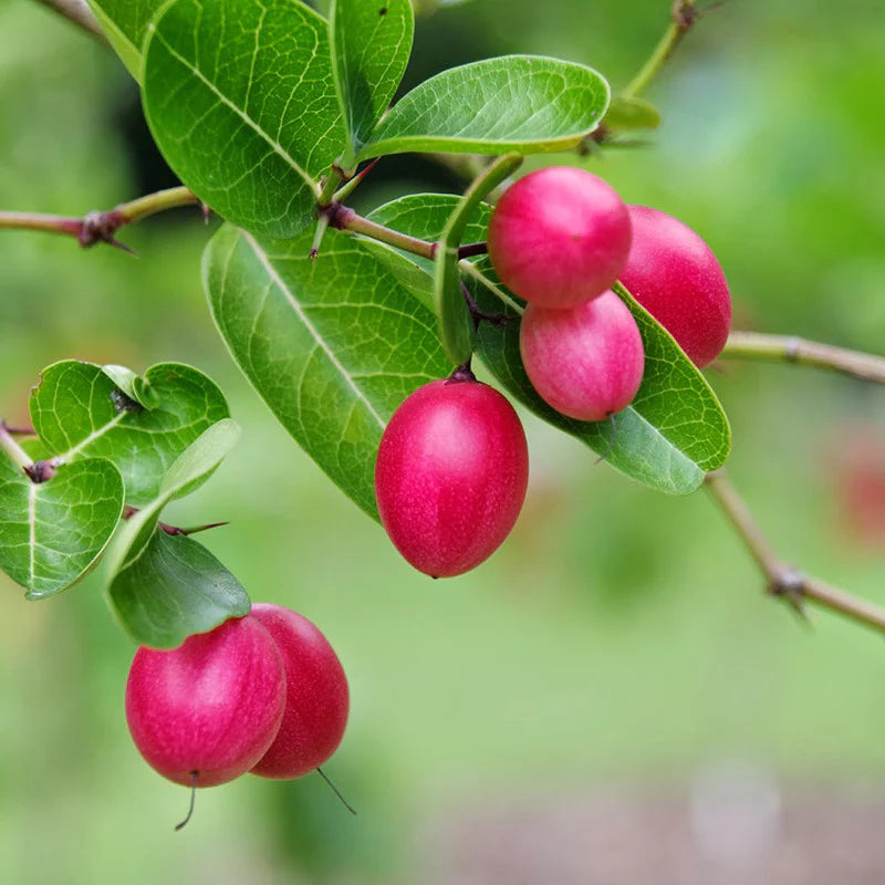Planting Carissa Lime Berry Seeds  Unique Flavor for Your Garden