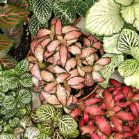 Mix Fittonia Nerve Flower seeds for Planting Cut Flower Favorite Heirloom & GMO Free Seeds for Home Garden 
 
 Sale