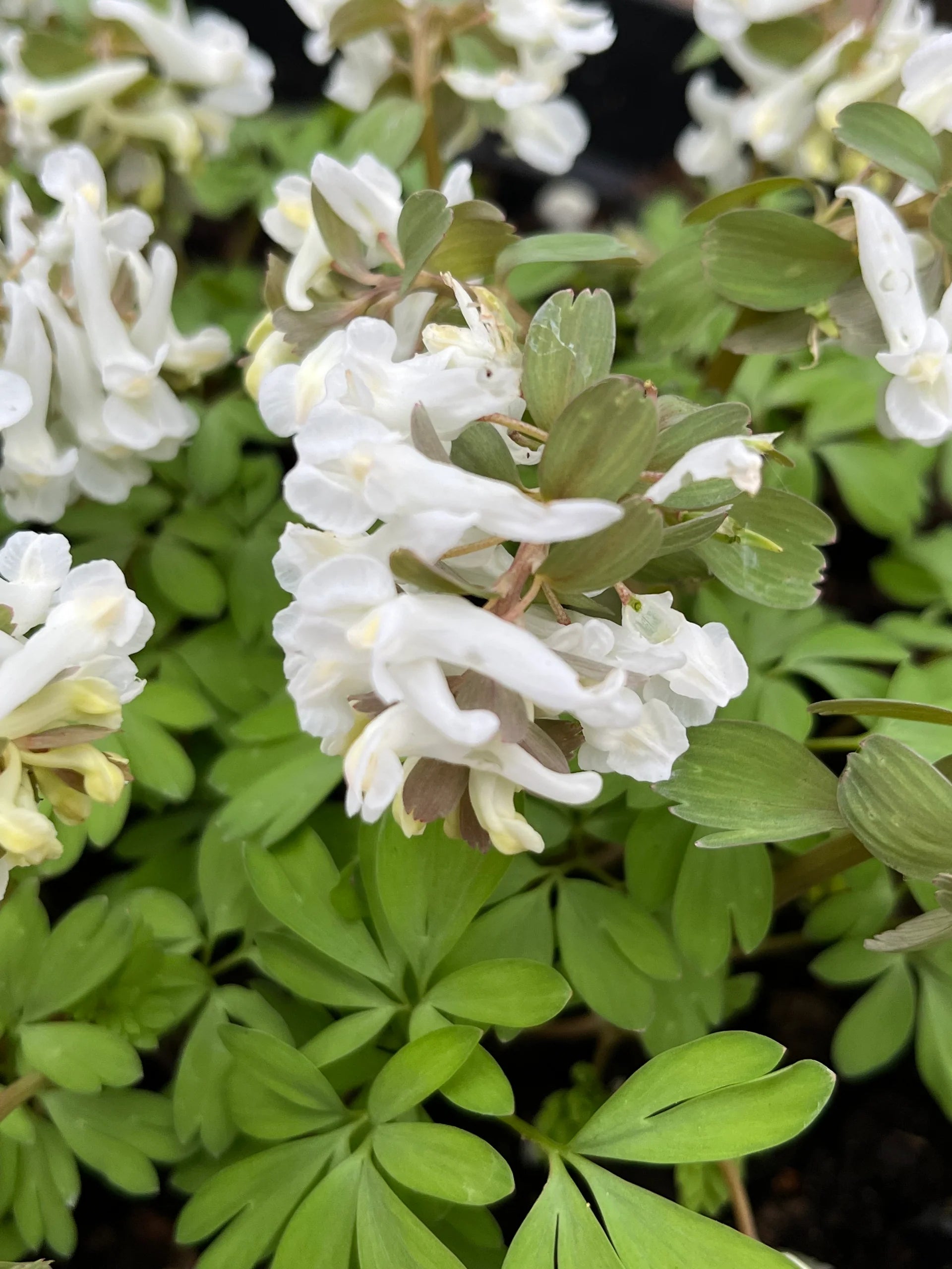 Corydalis Solida Flower seeds for Planting - Wildflower Mix, Heirloom & GMO Free Seeds for Home Garden