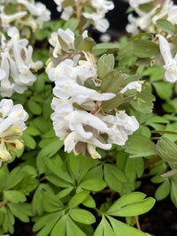 Corydalis Solida Flower seeds for Planting - Wildflower Mix, Heirloom & GMO Free Seeds for Home Garden