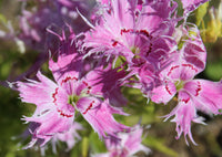 Dianthus Spooky Flower seeds for Planting Shade Tolerant Heirloom & GMO Free Seeds for Home Garden