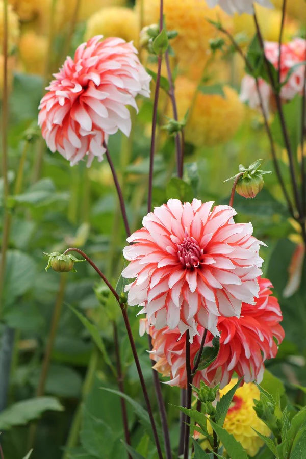Dahlia Santa Claus Flower seeds for Planting Shade Tolerant Heirloom & GMO Free Seeds for Home Garden 
 
 Sale