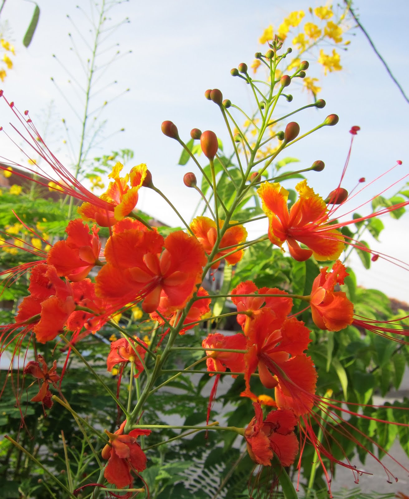 Orange Caesalpinia Flower Seeds Flower seeds for Planting Hardy Variety Heirloom & GMO Free Seeds for Home Garden