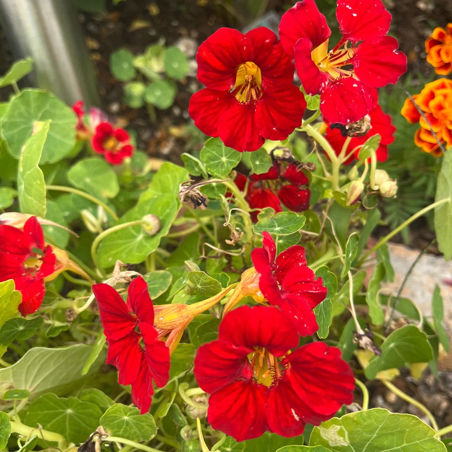 Scarlet Red Nasturtium Re-seeding Annual Flower Seeds for Colorful and Resilient Garden Blooms