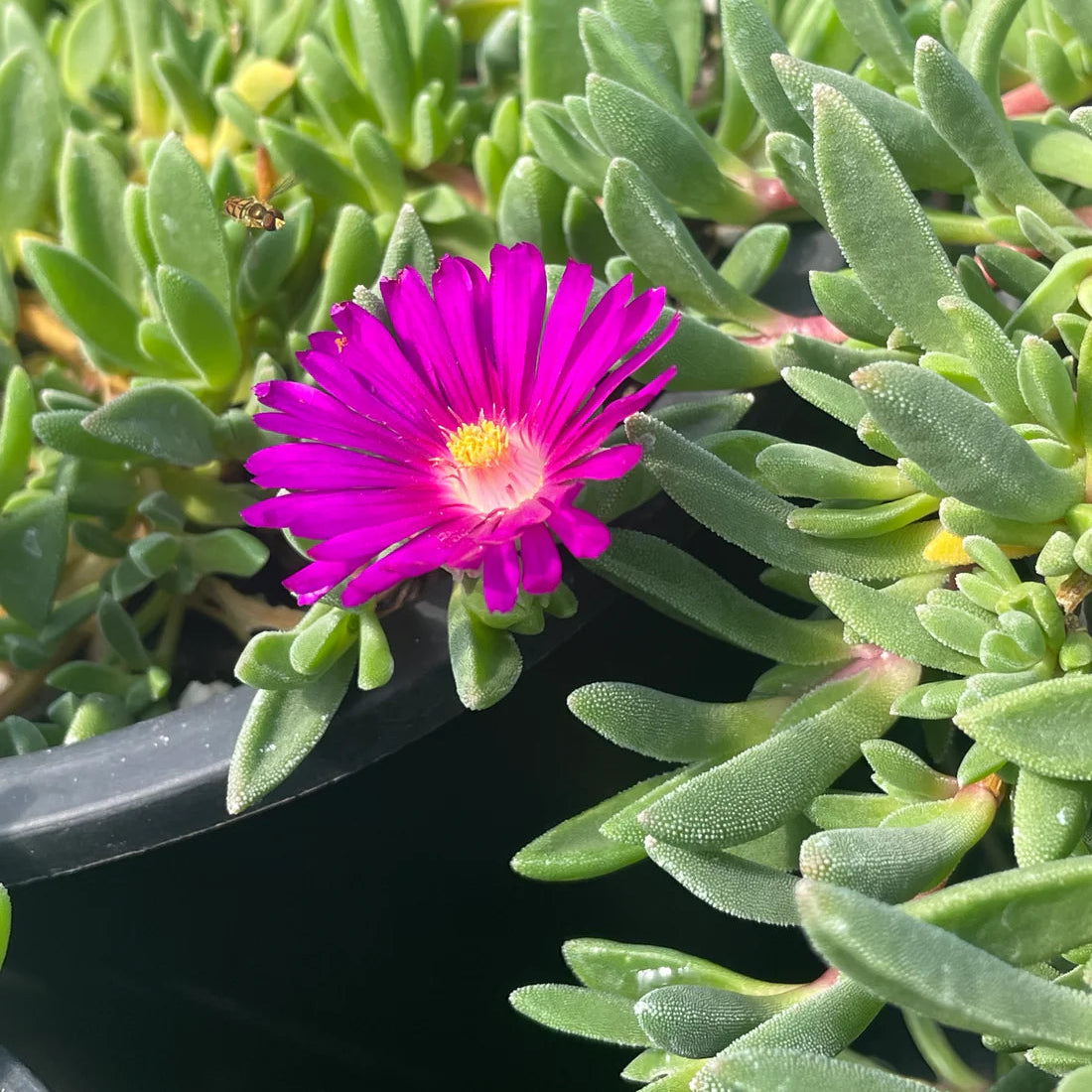 Delosperma Flower seeds for Planting - Shade Tolerant, Heirloom & GMO Free Seeds for Home Garden
