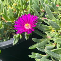 Delosperma Flower seeds for Planting - Shade Tolerant, Heirloom & GMO Free Seeds for Home Garden