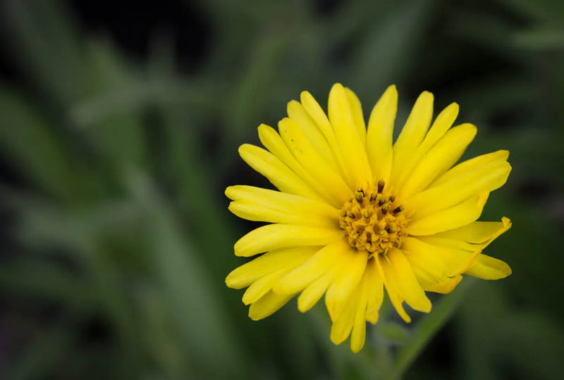 Spring Madia Flower seeds for Planting Low Maintenance Heirloom & GMO Free Seeds for Home Garden