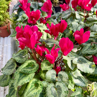 Burgundy Cyclamen Flower seeds for Planting Fragrant Blossoms Heirloom & GMO Free Seeds for Home Garden 
 
 Sale