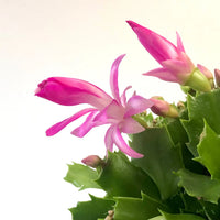 Pink Schlumbergera Flower seeds for Planting - Shade Tolerant, Heirloom & GMO Free Seeds for Home Garden
