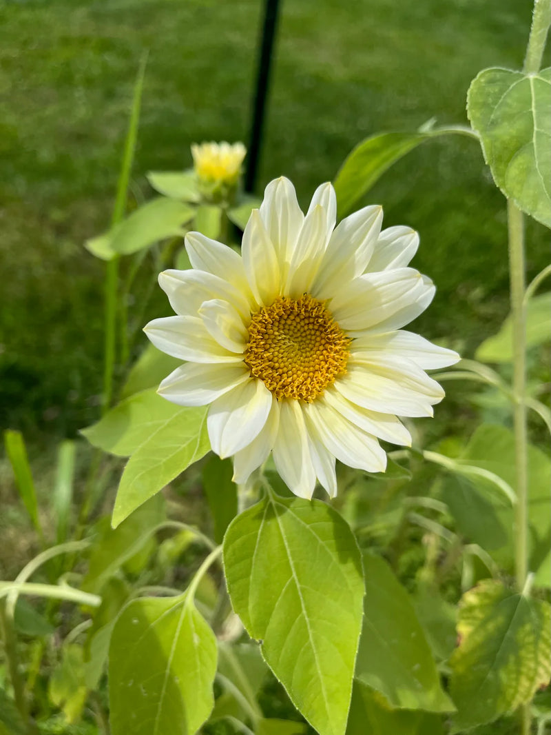 Sunflower White Flower seeds for Planting - Long Bloom Season, Heirloom & GMO Free Seeds for Home Garden