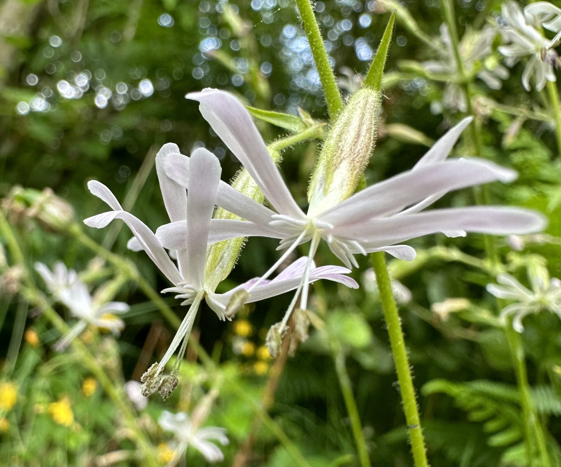 White Catchfly Flower seeds for Planting - Drought Tolerant, Heirloom & GMO Free Seeds for Home Garden