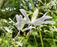White Catchfly Flower seeds for Planting - Drought Tolerant, Heirloom & GMO Free Seeds for Home Garden