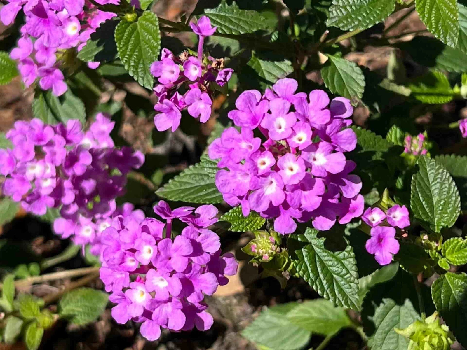 Violet Lantana Flower Seeds Long Bloom Season Heirloom & GMO Free Seeds for Home Garden
 
 Sale
