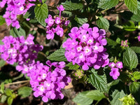 Violet Lantana Flower Seeds Long Bloom Season Heirloom & GMO Free Seeds for Home Garden
 
 Sale