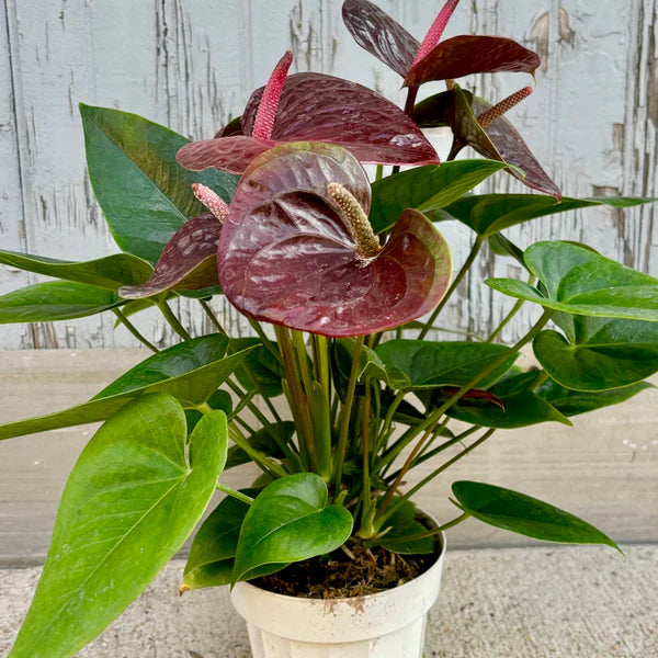 Brown Anthurium Flower seeds for Planting Bright Blooms Heirloom & GMO Free Seeds for Home Garden