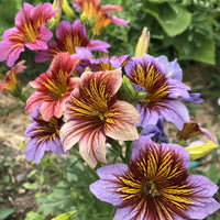 Mixed Salpiglossis Flower seeds for Planting Pollinator Friendly Heirloom & GMO Free Seeds for Home Garden 
 
 Sale