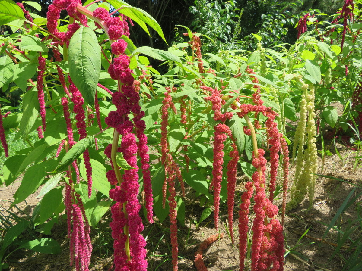 Mixed Caudatus Flower seeds for Planting - Long Bloom Season, Heirloom & GMO Free Seeds for Home Garden
