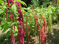 Mixed Caudatus Flower seeds for Planting - Long Bloom Season, Heirloom & GMO Free Seeds for Home Garden