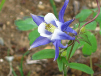 Tower Columbine Flower seeds for Planting, Perfect for Borders Heirloom & GMO Free Seeds for Home Garden
