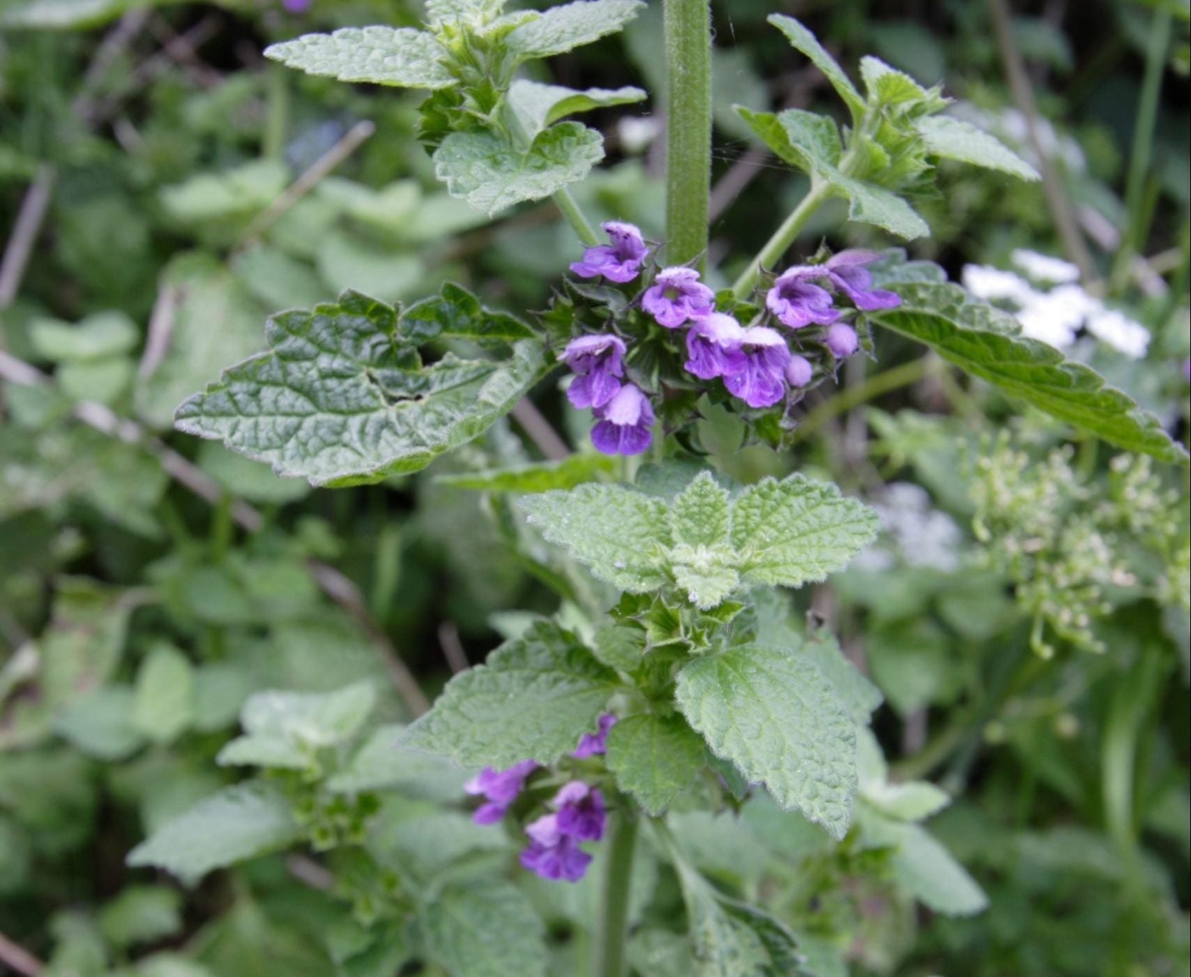 Purple Horehound Flower seeds for Planting - Drought Tolerant, Heirloom & GMO Free Seeds for Home Garden
