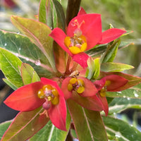 Euphorbia Griffithii Flower seeds for Planting - Compact Growth, Heirloom & GMO Free Seeds for Home Garden