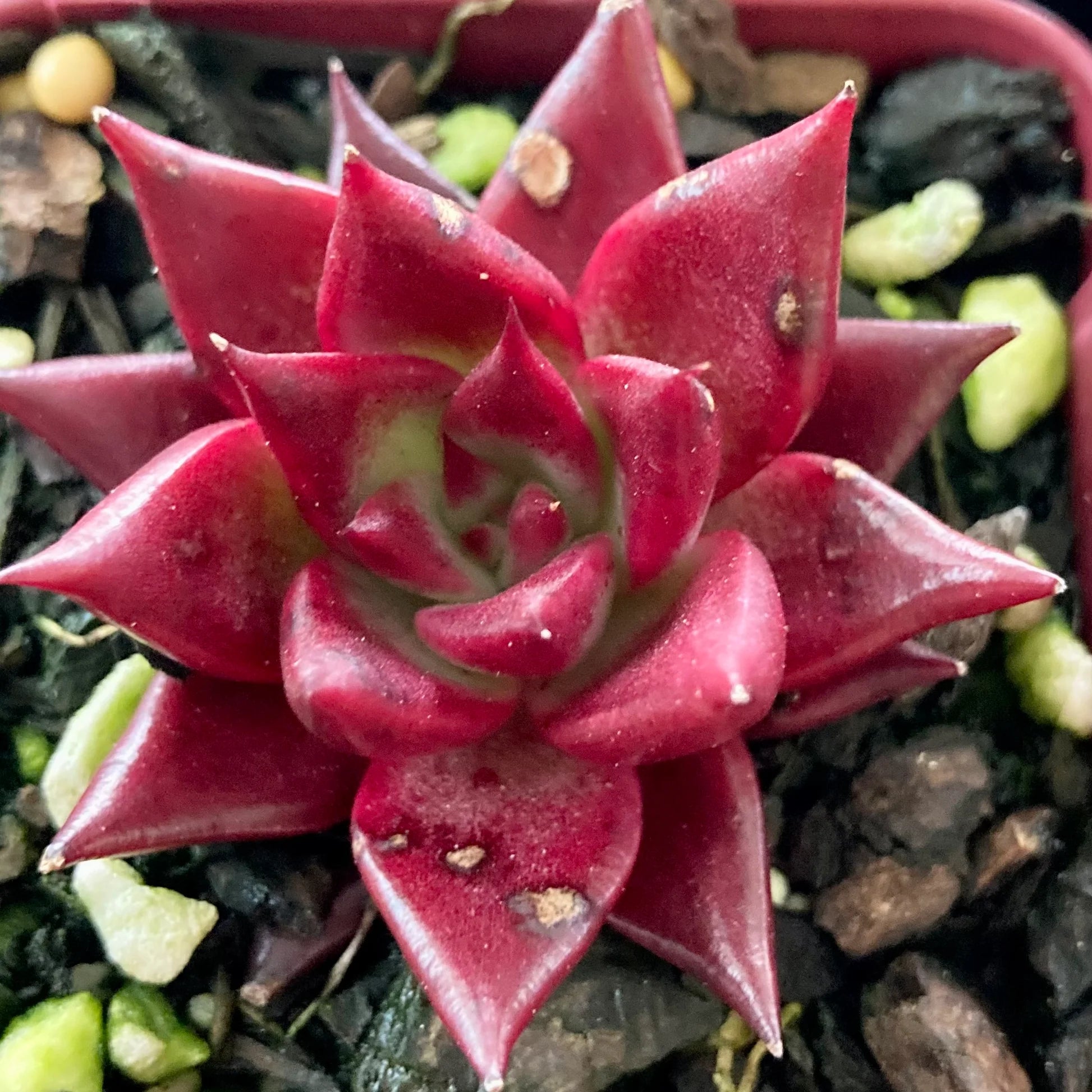 Echeveria Agavoides Romeo Flower seeds for Planting - Compact Growth, Heirloom & GMO Free Seeds for Home Garden