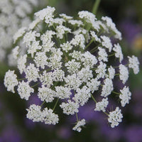 White Bishops Flower Planting - Seeds for Gorgeous and Elegant Blooms in Your Garden