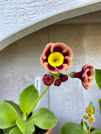 Auricula Planting Seeds - Perfect for Gardens