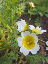 Heirloom Limnanthes Douglasii Flower seeds for Planting Garden Favorite Heirloom & GMO Free Seeds for Home Garden