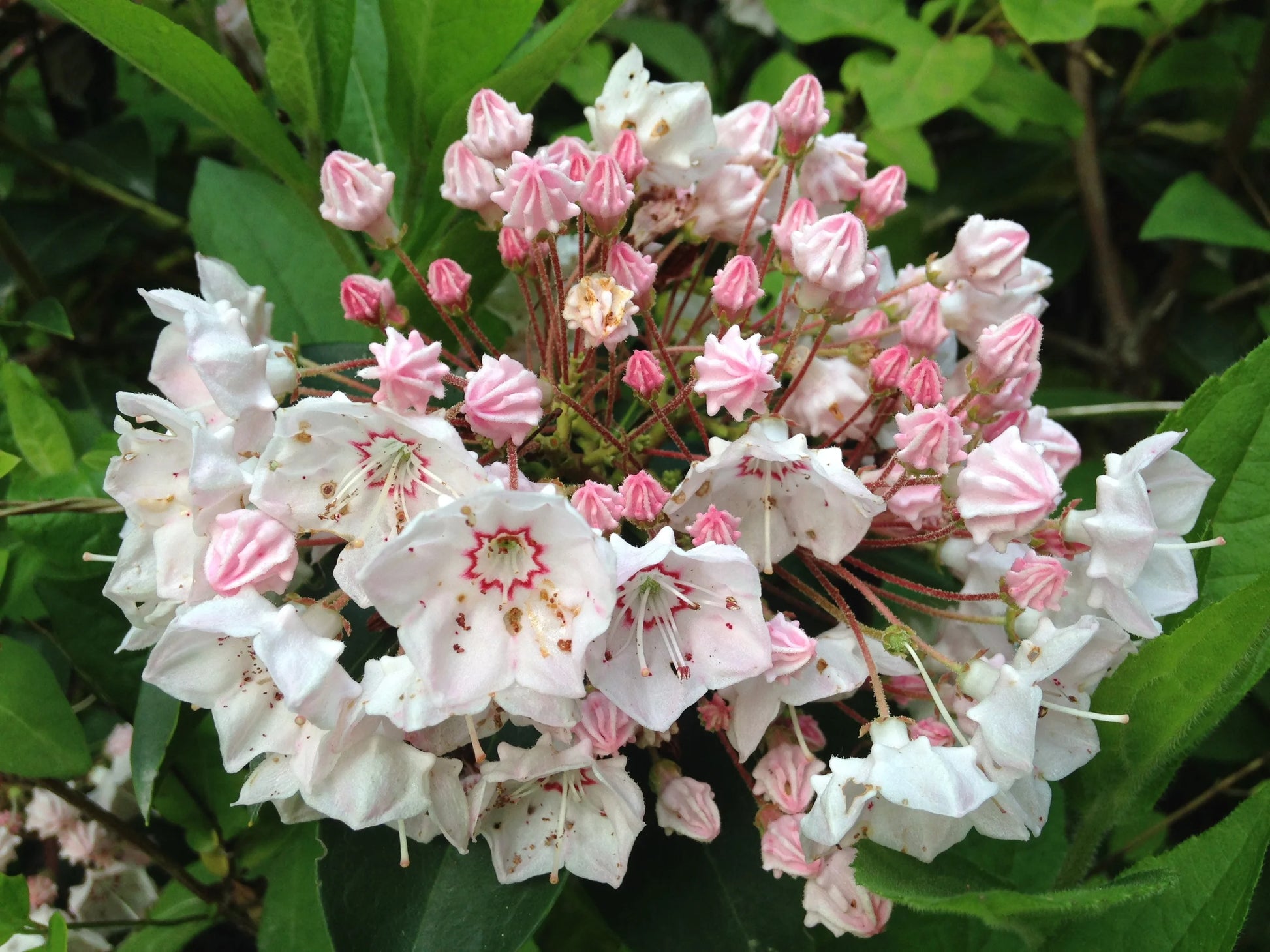 Laurel Bush Flower seeds for Planting Long Bloom Season Heirloom & GMO Free Seeds for Home Garden 
 
 Sale