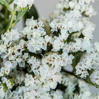 Limonium Sinuatum Iceberg Flower seeds for Planting Compact Growth Heirloom & GMO Free Seeds for Home Garden