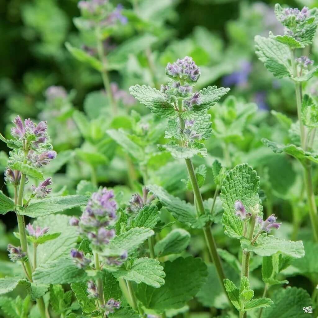Catnip Nepeta Flower seeds for Planting Hardy Variety Heirloom & GMO Free Seeds for Home Garden 
 
 Sale