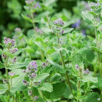 Catnip Nepeta Flower seeds for Planting Hardy Variety Heirloom & GMO Free Seeds for Home Garden 
 
 Sale