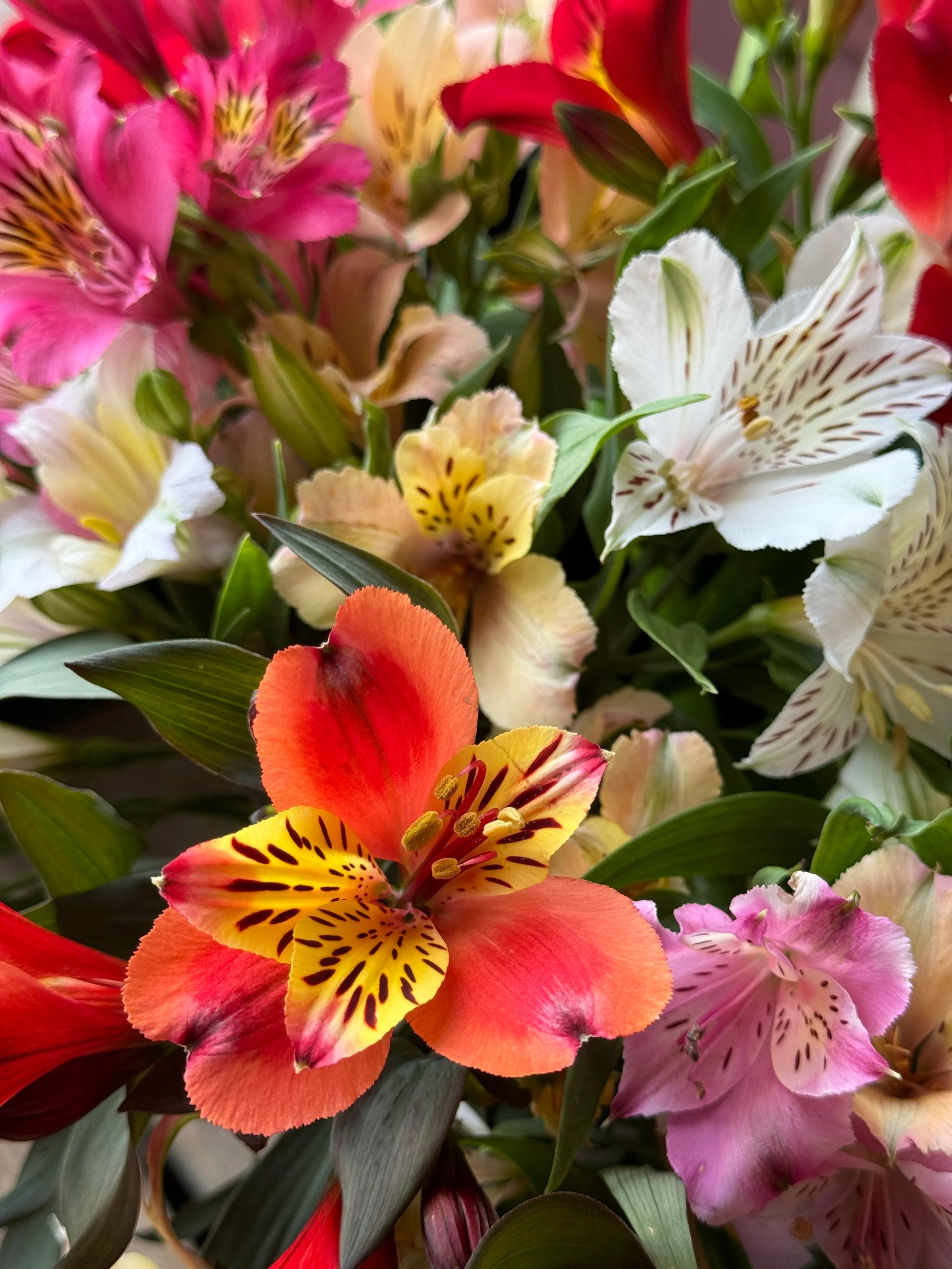 "Alstroemeria Flower seeds for Planting Bright Blooms Heirloom & GMO Free Seeds for Home Garden