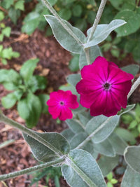 Pink Campion Flower seeds for Planting Perfect for Borders Heirloom & GMO Free Seeds for Home Garden 
 
 Sale