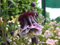 Aquilegia Columbine Flower seeds for Planting Shade Tolerant Heirloom & GMO Free Seeds for Home Garden