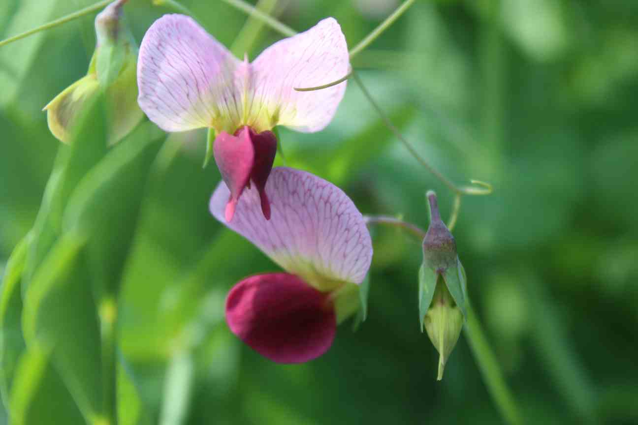Pisum Sativum Flower seeds for Planting - Low Maintenance, Heirloom & GMO Free Seeds for Home Garden