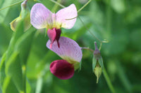 Pisum Sativum Flower seeds for Planting - Low Maintenance, Heirloom & GMO Free Seeds for Home Garden