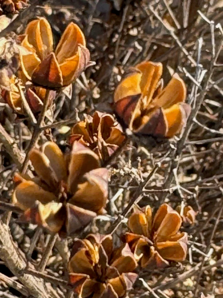 Brown Myrtle Tree Seeds for Planting
