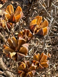 Brown Myrtle Tree Seeds for Planting