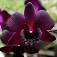 Dark Blue Dendrobium Flower seeds for Planting - Pollinator Friendly, Heirloom & GMO Free Seeds for Home Garden