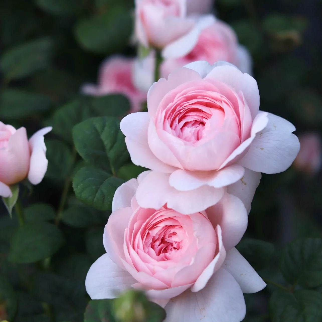 Pink David Austin Rose Flower seeds for Planting Fragrant Blossoms Heirloom & GMO Free Seeds for Home Garden 
 
 Sale