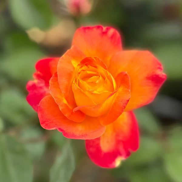 Deep Orange Climbing Rose Seeds – Cottage Garden Essential Heirloom & NonGMO
 
 Sale