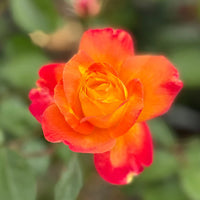 Deep Orange Climbing Rose Seeds – Cottage Garden Essential Heirloom & NonGMO
 
 Sale