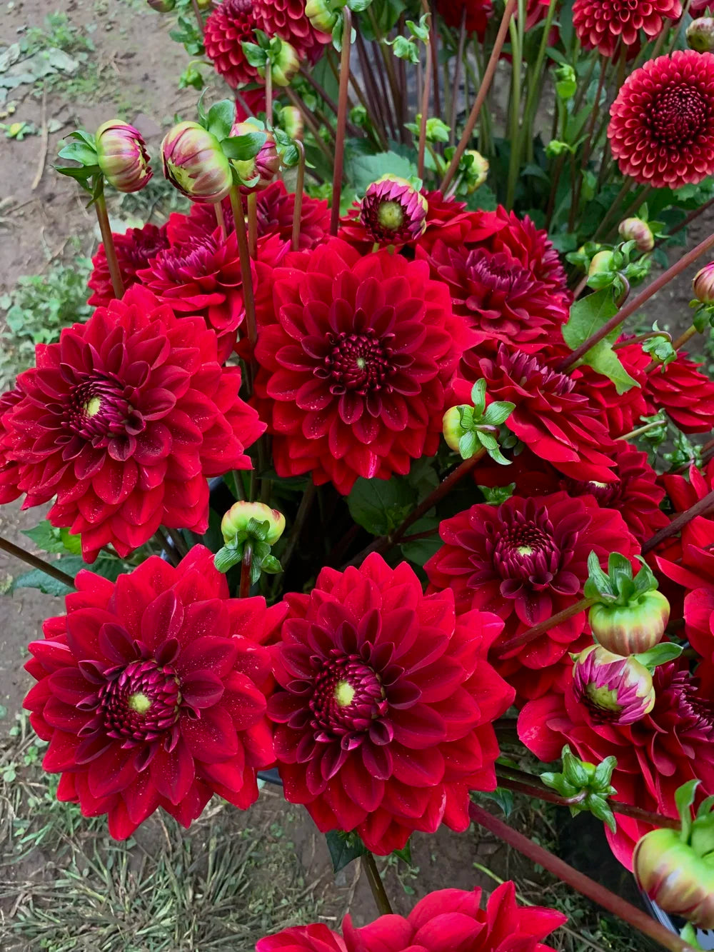 Dahlia Flower seeds for Planting Sun Loving Heirloom & GMO Free Seeds for Home Garden
