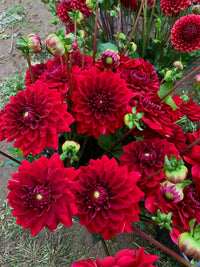 Dahlia Flower seeds for Planting Sun Loving Heirloom & GMO Free Seeds for Home Garden